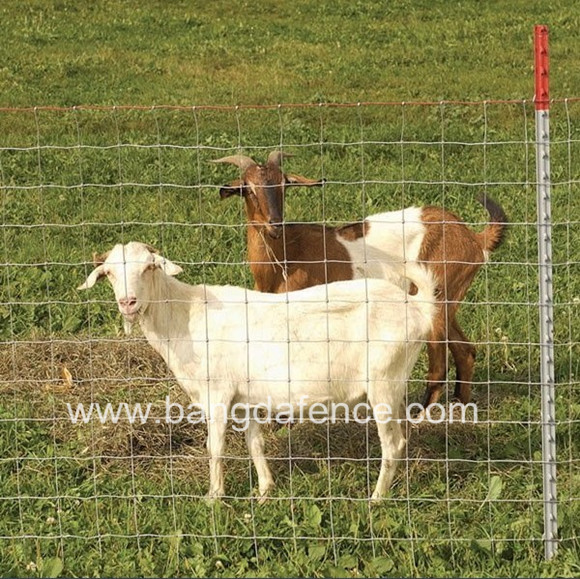 Sheep Field Fence BD-04